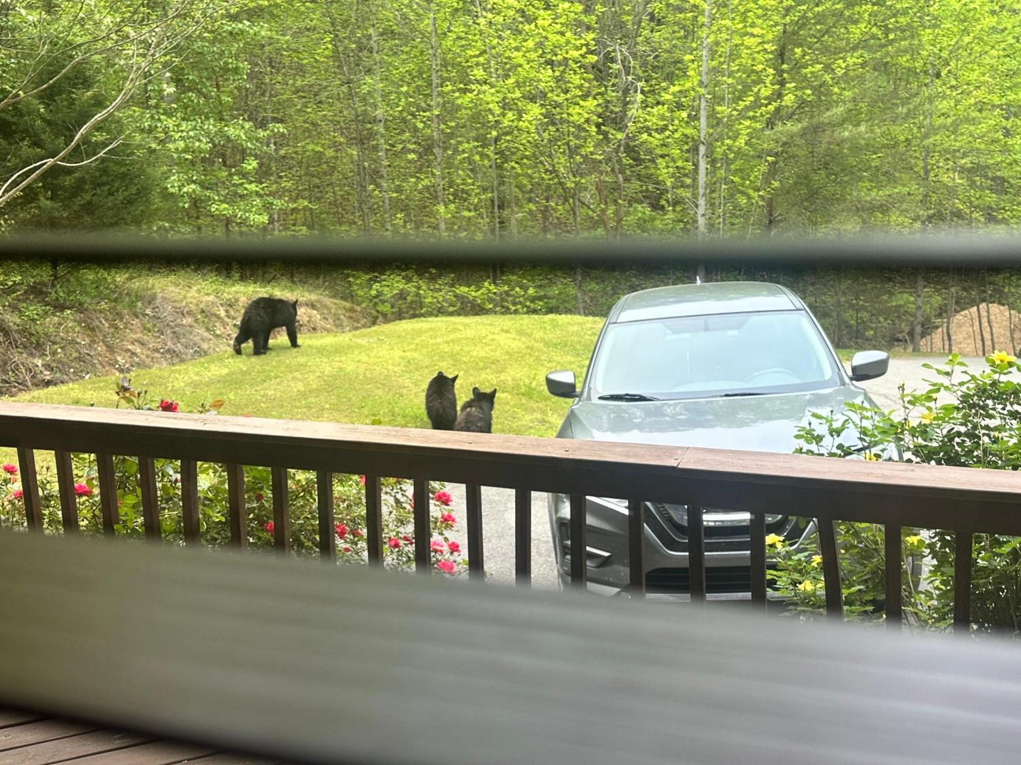Beary Tale! Your Happily Ever After Starts Here! Sevierville Exterior foto